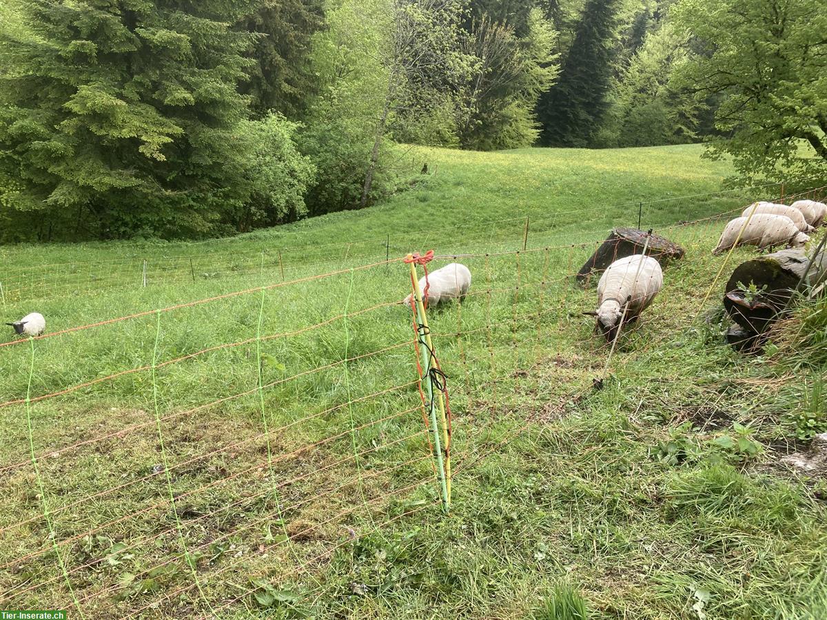 Bild 3: Weideland /Pachtland GESUCHT für Schafherde, ZH-Oberland