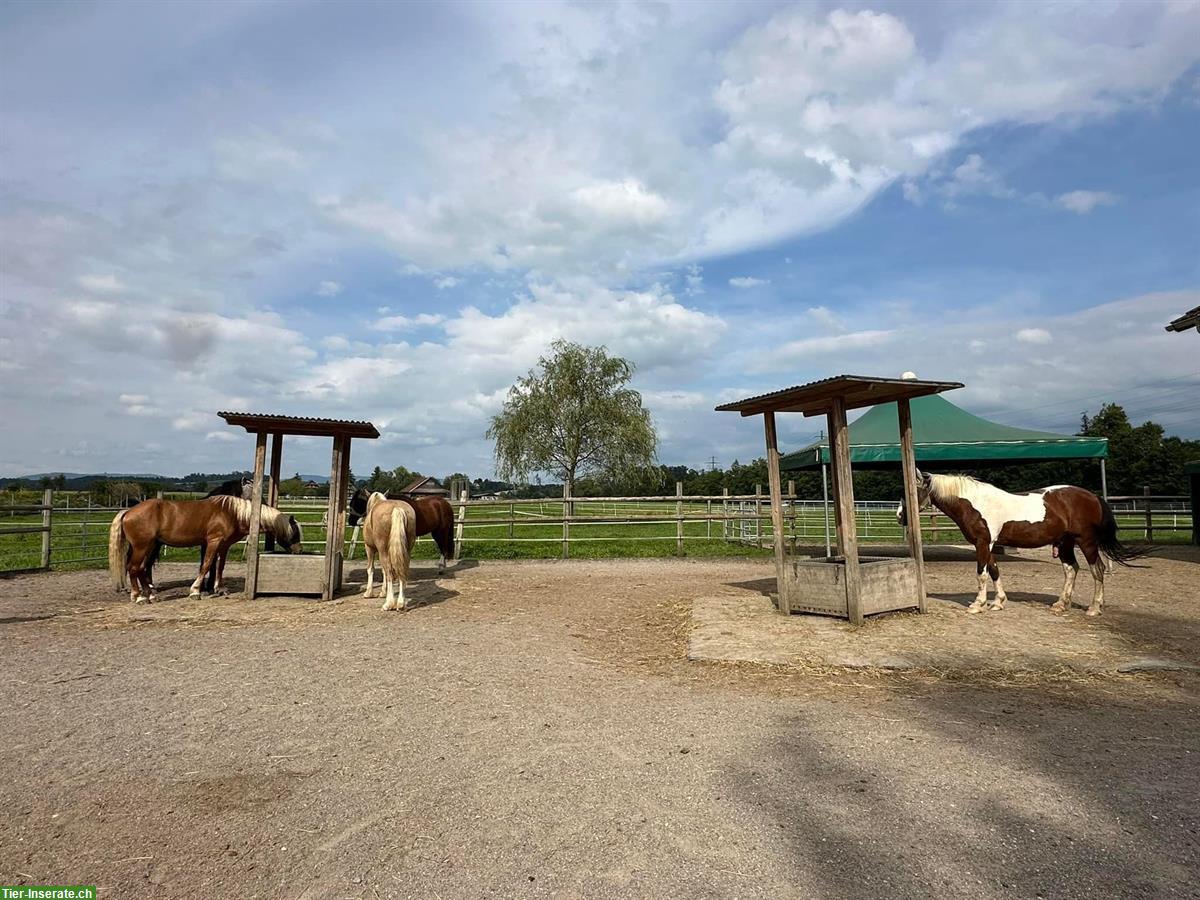 Auslaufboxe oder Gruppenhaltung | Lowland Ranch, Gisikon