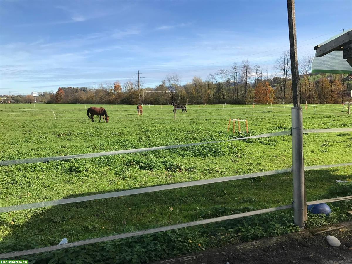 Bild 2: Auslaufboxe oder Gruppenhaltung | Lowland Ranch, Gisikon