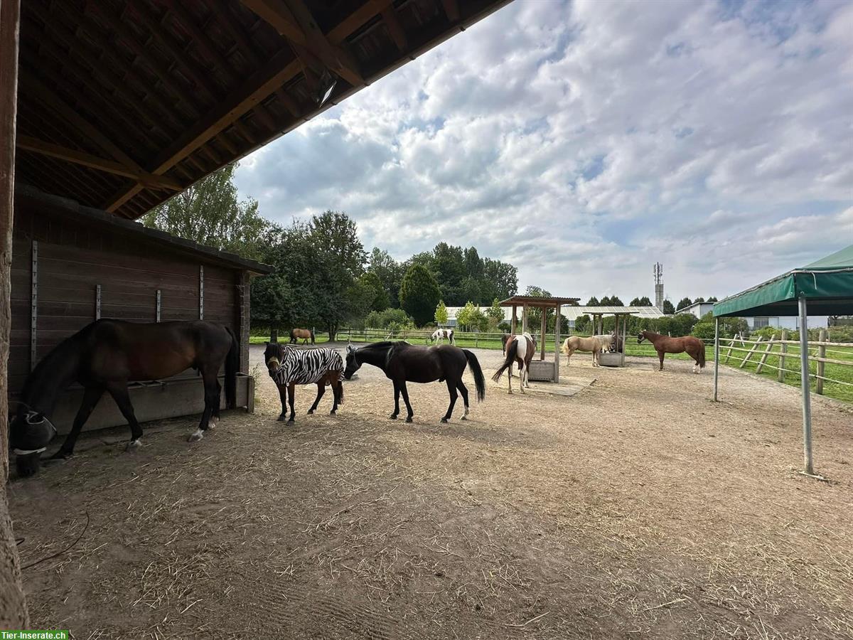 Bild 7: Auslaufboxe oder Gruppenhaltung | Lowland Ranch, Gisikon