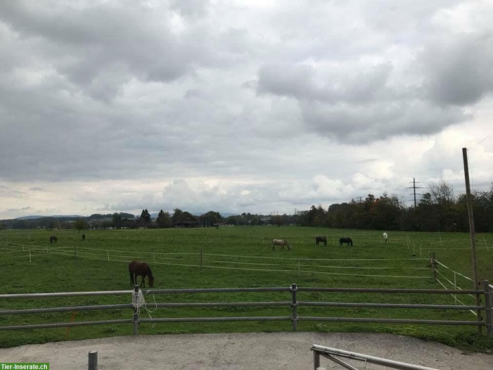 Bild 9: Auslaufboxe oder Gruppenhaltung | Lowland Ranch, Gisikon