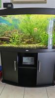 JUWEL Aquarium mit Süsswasserfische & Unterbaumöbel