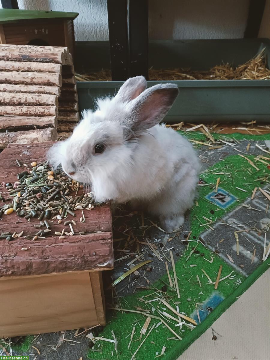 Zutrauliche Angora Zwergkaninchen abzugeben