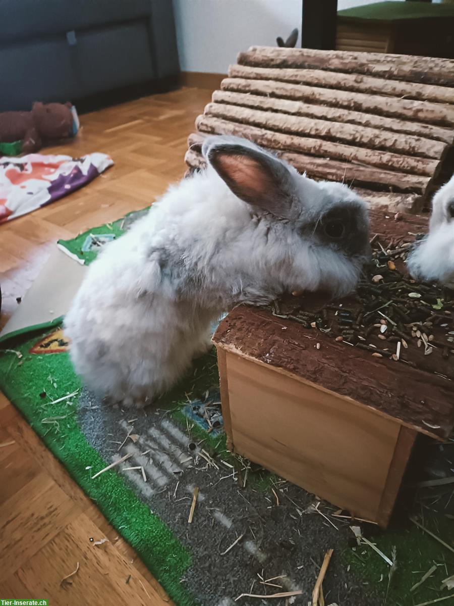 Bild 2: Zutrauliche Angora Zwergkaninchen abzugeben