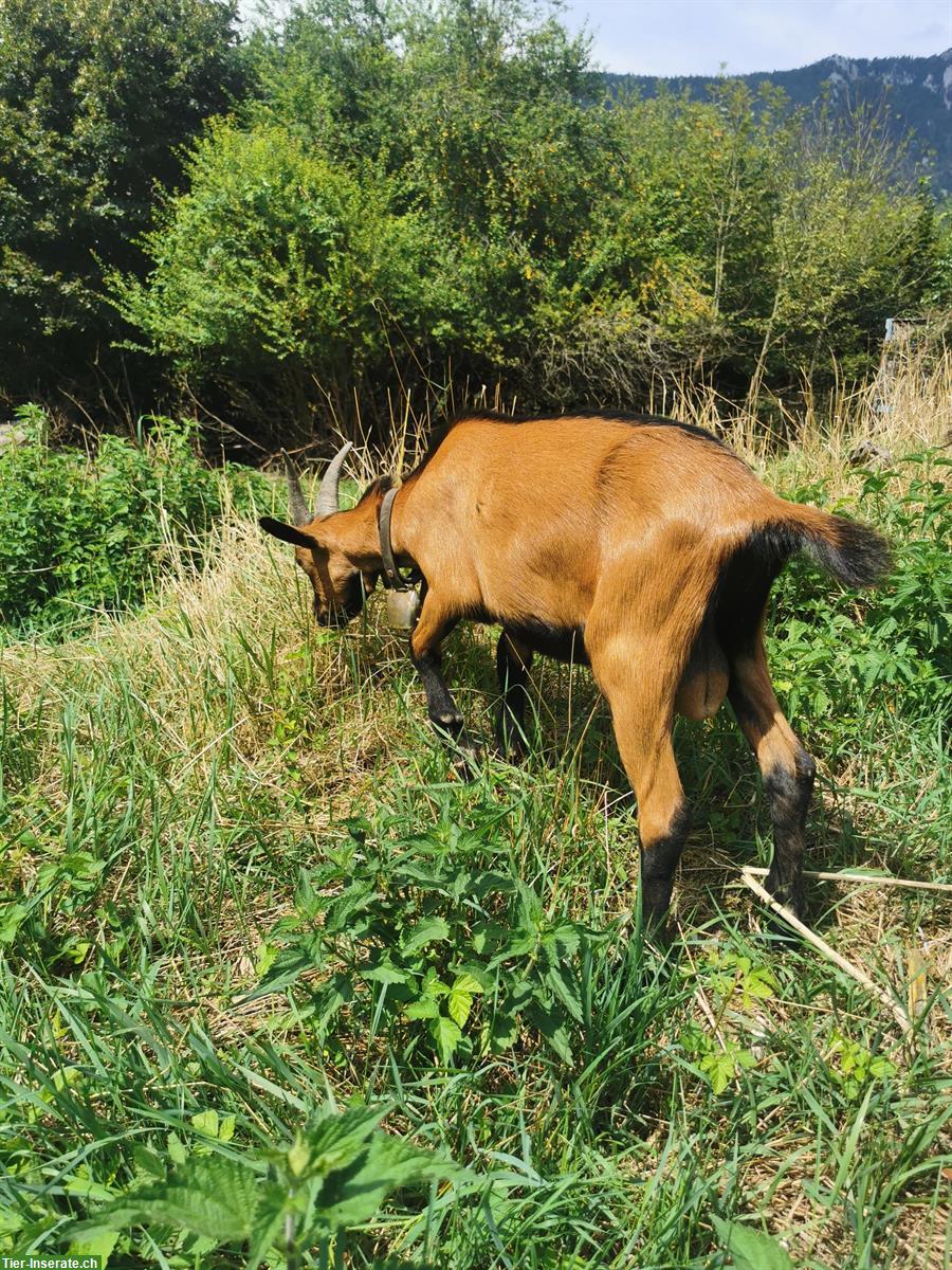 Bild 2: Gemsfarbiger Gebirgsziegenbock zu verkaufen