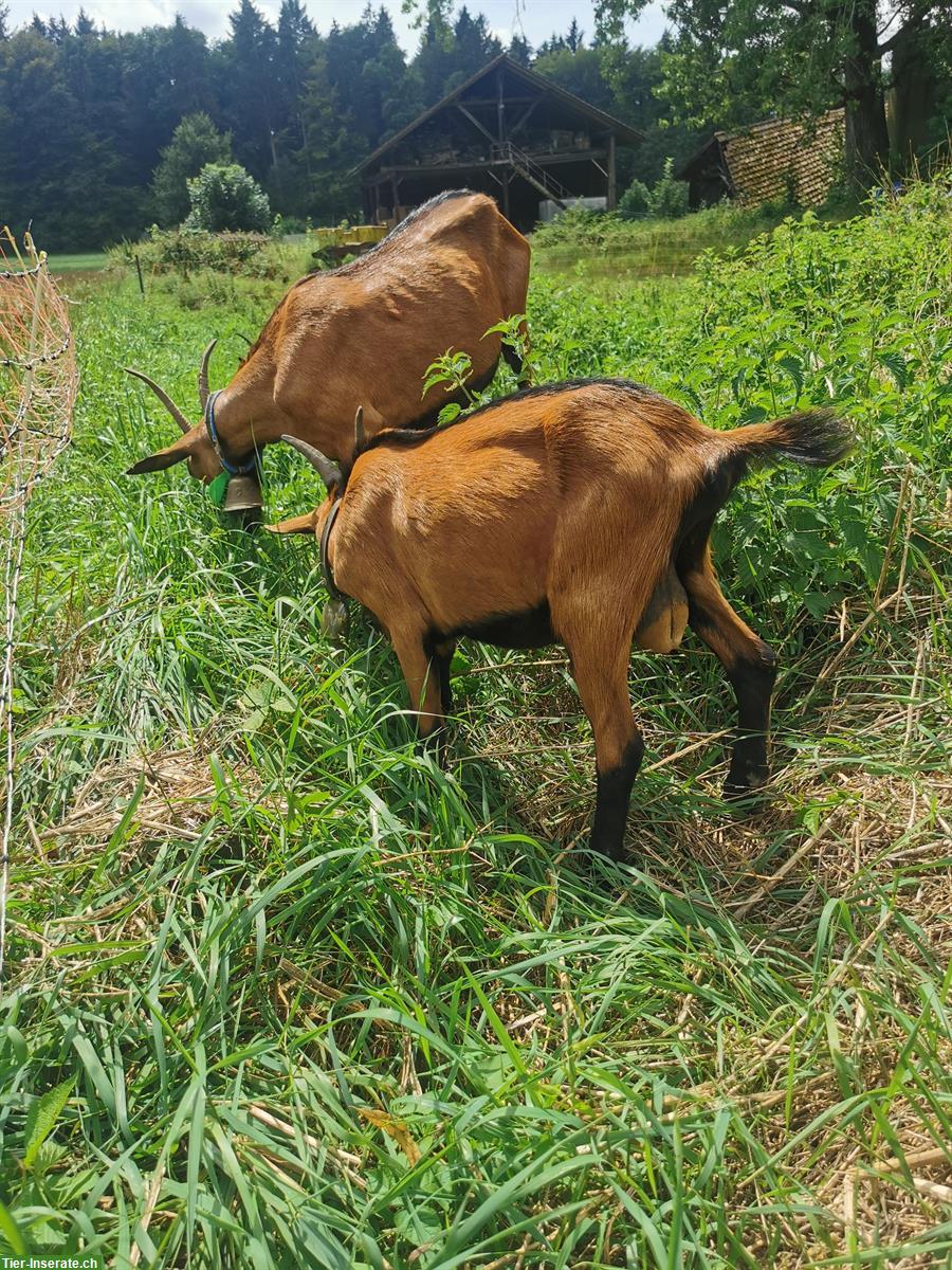 Bild 3: Gemsfarbiger Gebirgsziegenbock zu verkaufen