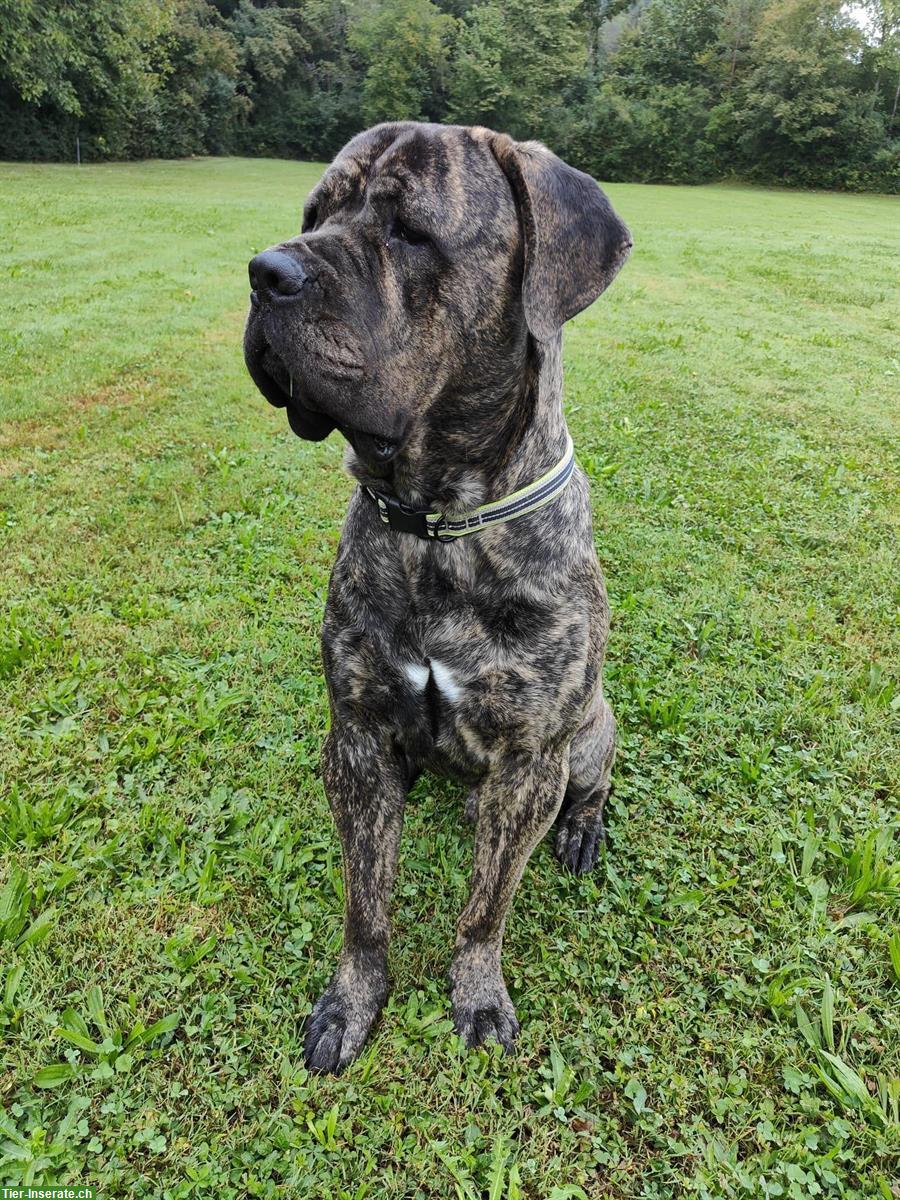 Cane Corso Mix Rüde, 2-jährig