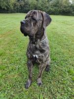 Cane Corso Mix Rüde, 2-jährig