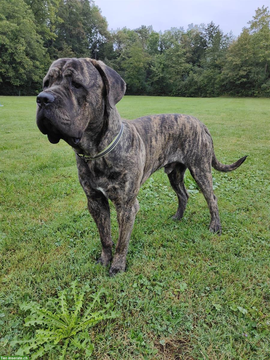 Bild 2: Cane Corso Mix Rüde, 2-jährig