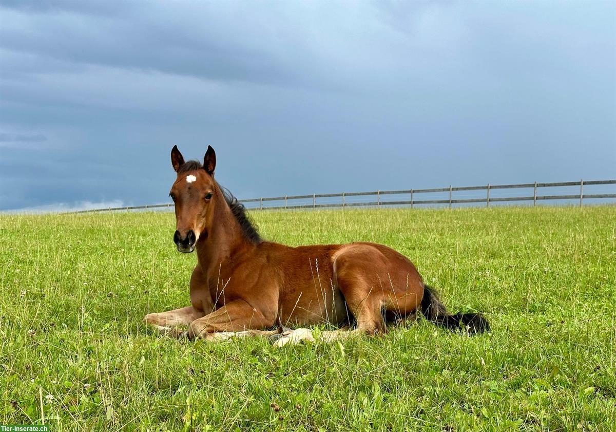 Wunderschönes Quarter Horse Stutfohlen