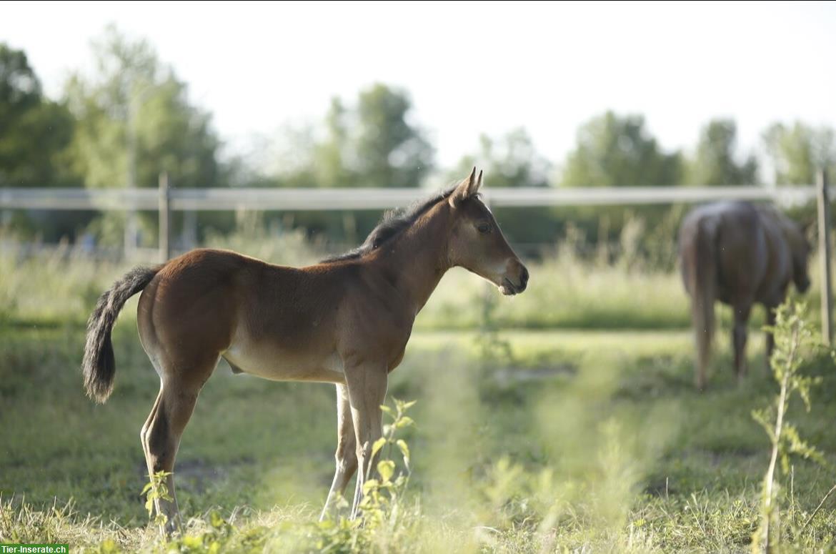 Bild 2: Wunderschönes Quarter Horse Stutfohlen