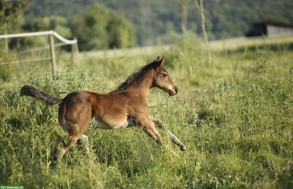 Bild 3: Wunderschönes Quarter Horse Stutfohlen