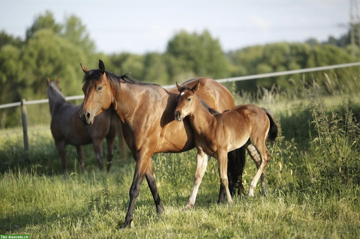 Bild 4: Wunderschönes Quarter Horse Stutfohlen