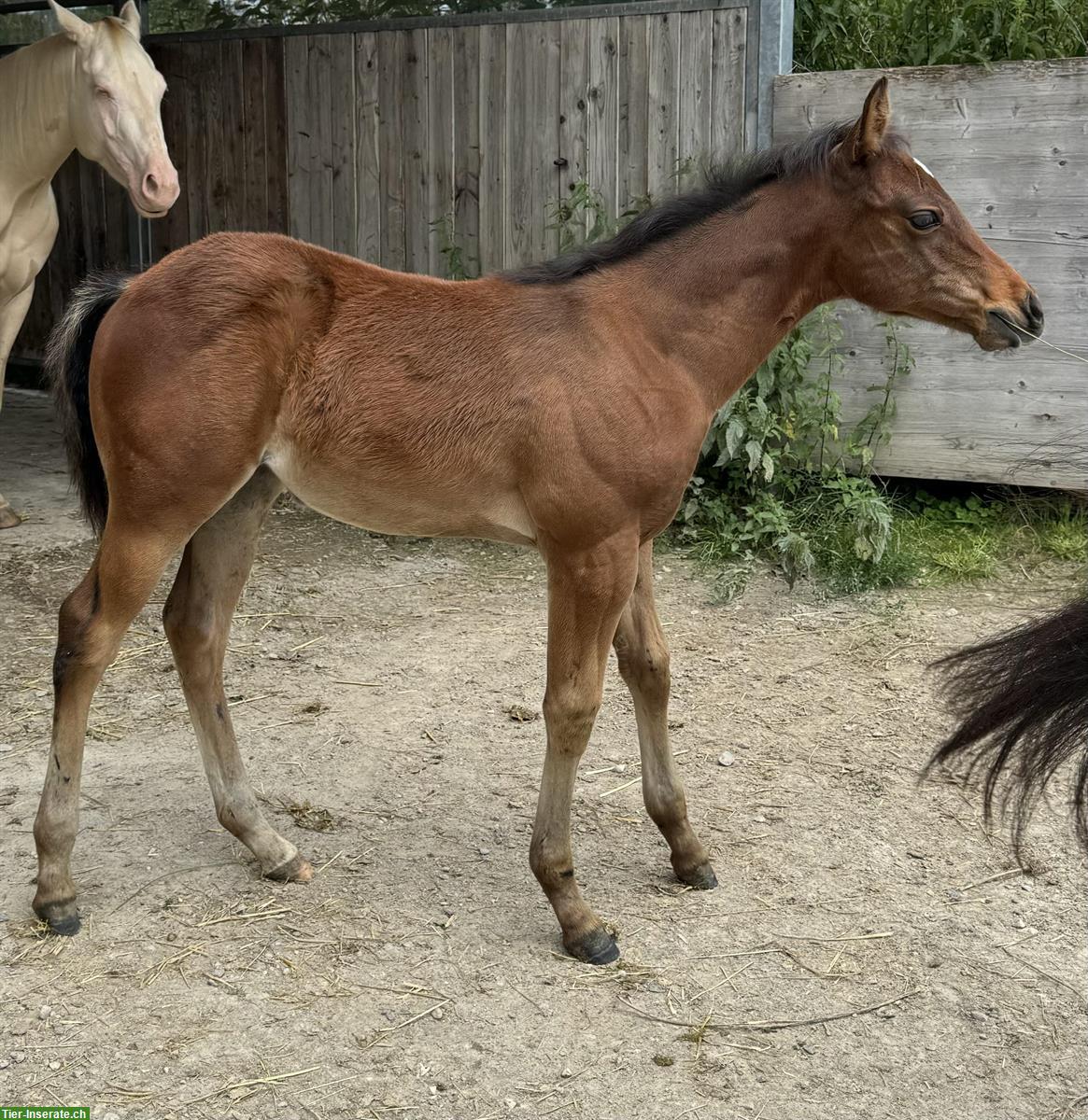 Bild 5: Wunderschönes Quarter Horse Stutfohlen