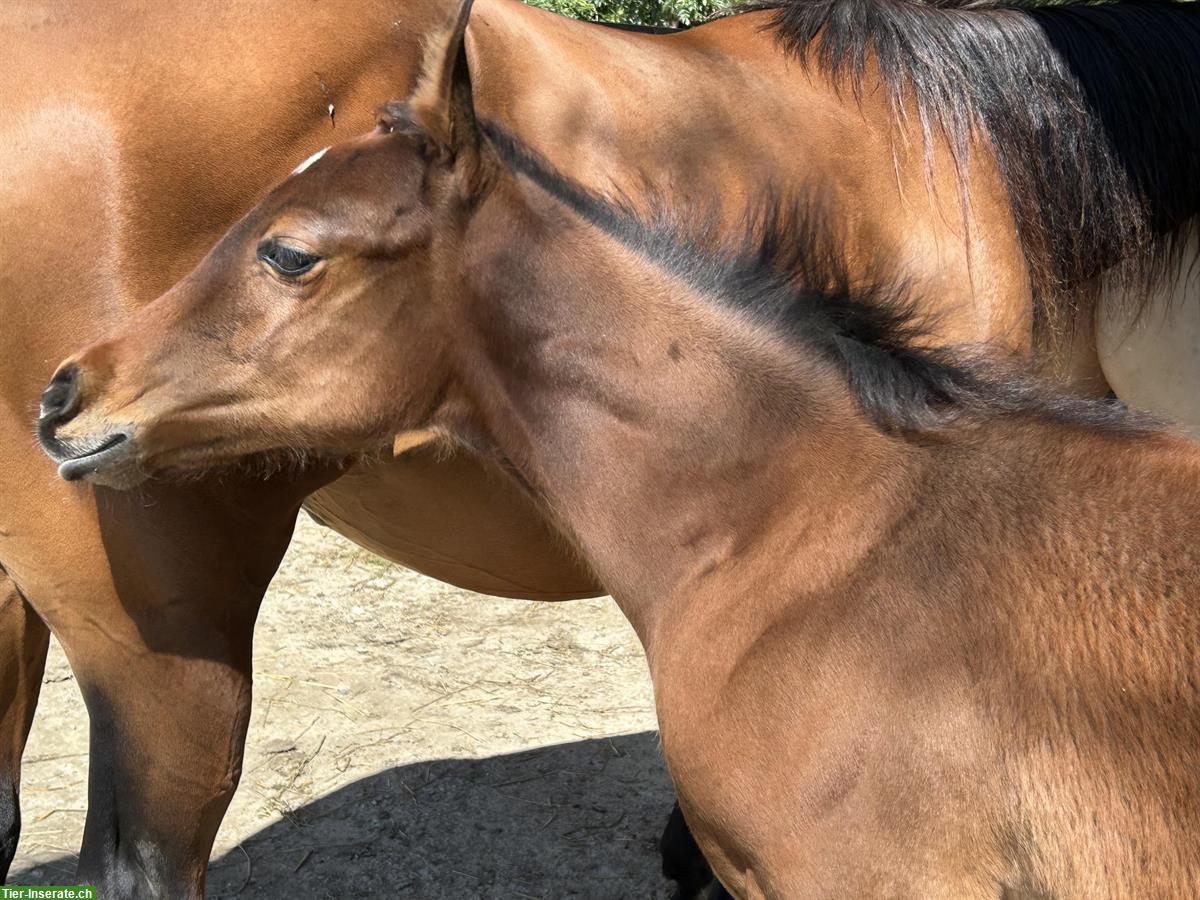 Bild 6: Wunderschönes Quarter Horse Stutfohlen