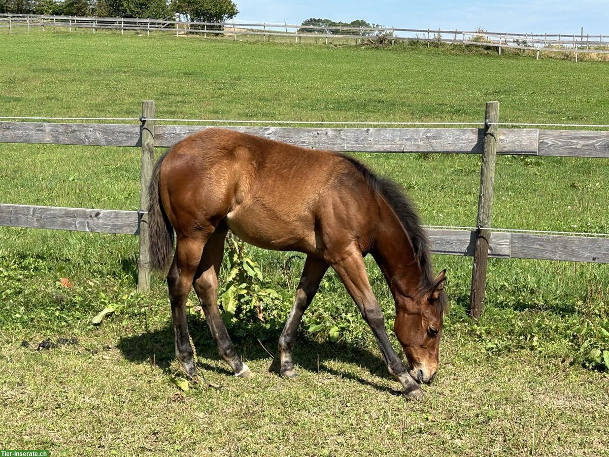 Bild 9: Wunderschönes Quarter Horse Stutfohlen