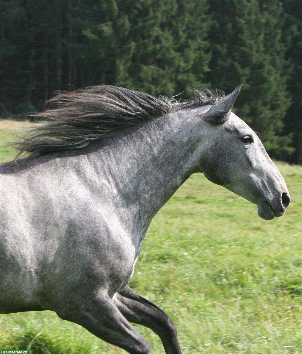 Lieber Lusitano Wallach zu verkaufen