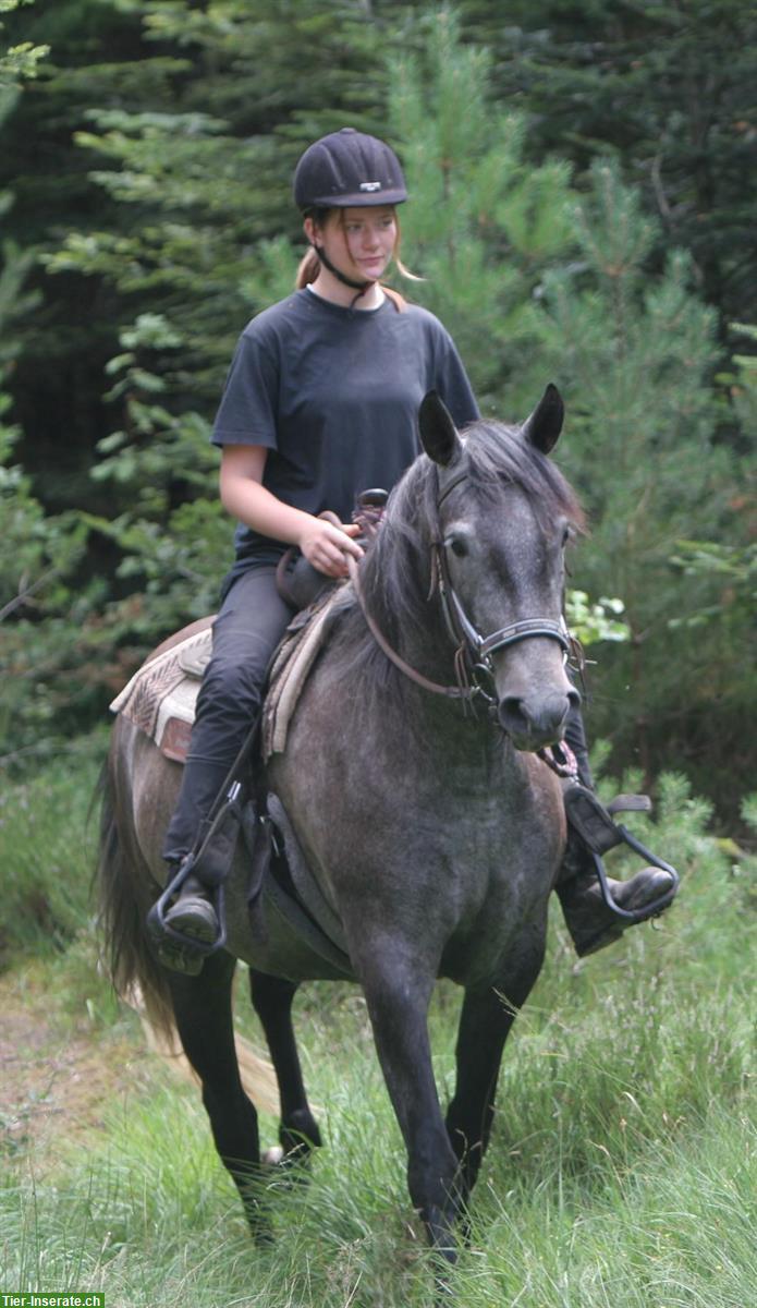 Bild 10: Lieber Lusitano Wallach zu verkaufen