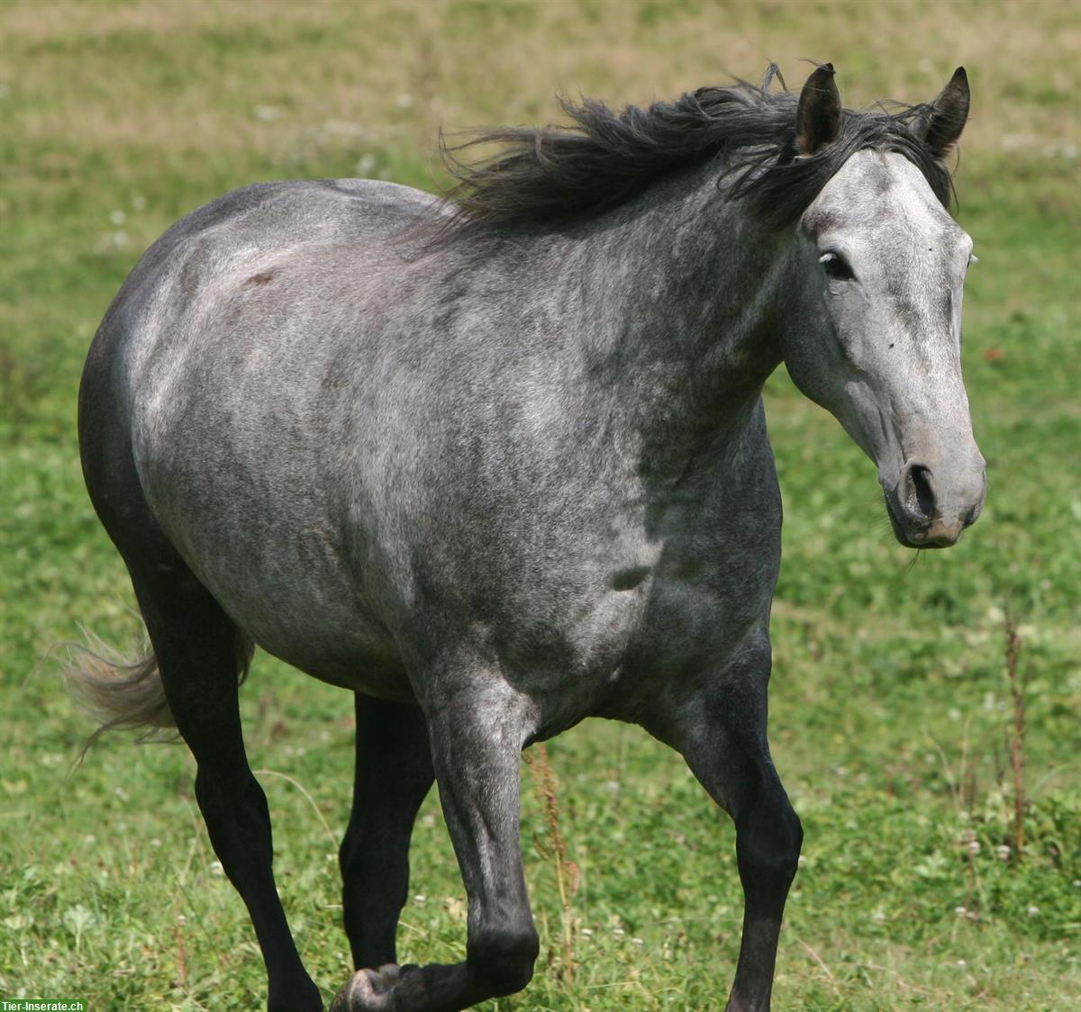 Bild 2: Lieber Lusitano Wallach zu verkaufen