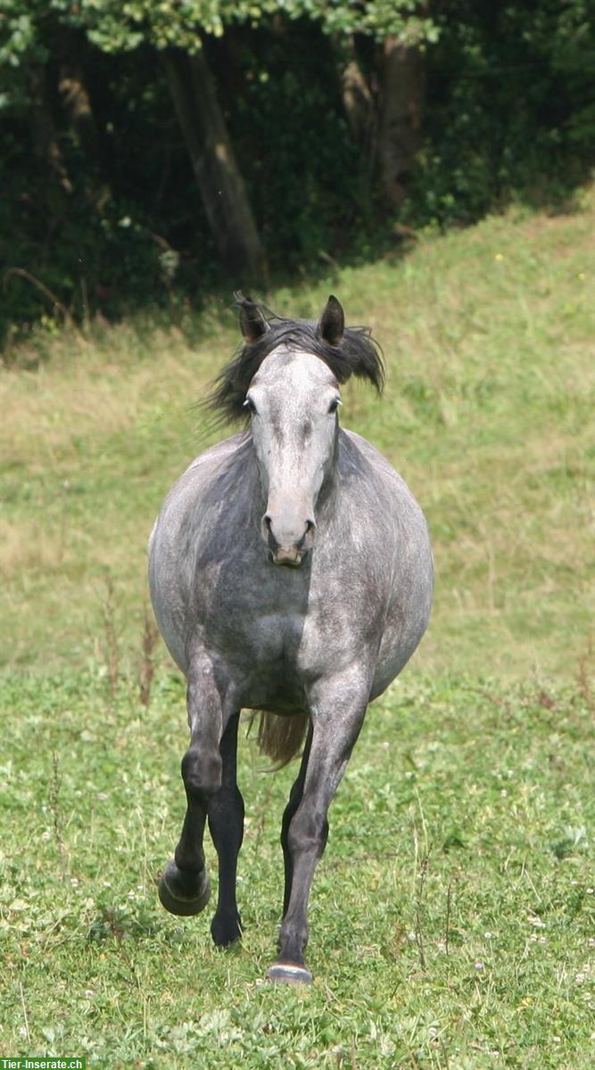 Bild 3: Lieber Lusitano Wallach zu verkaufen