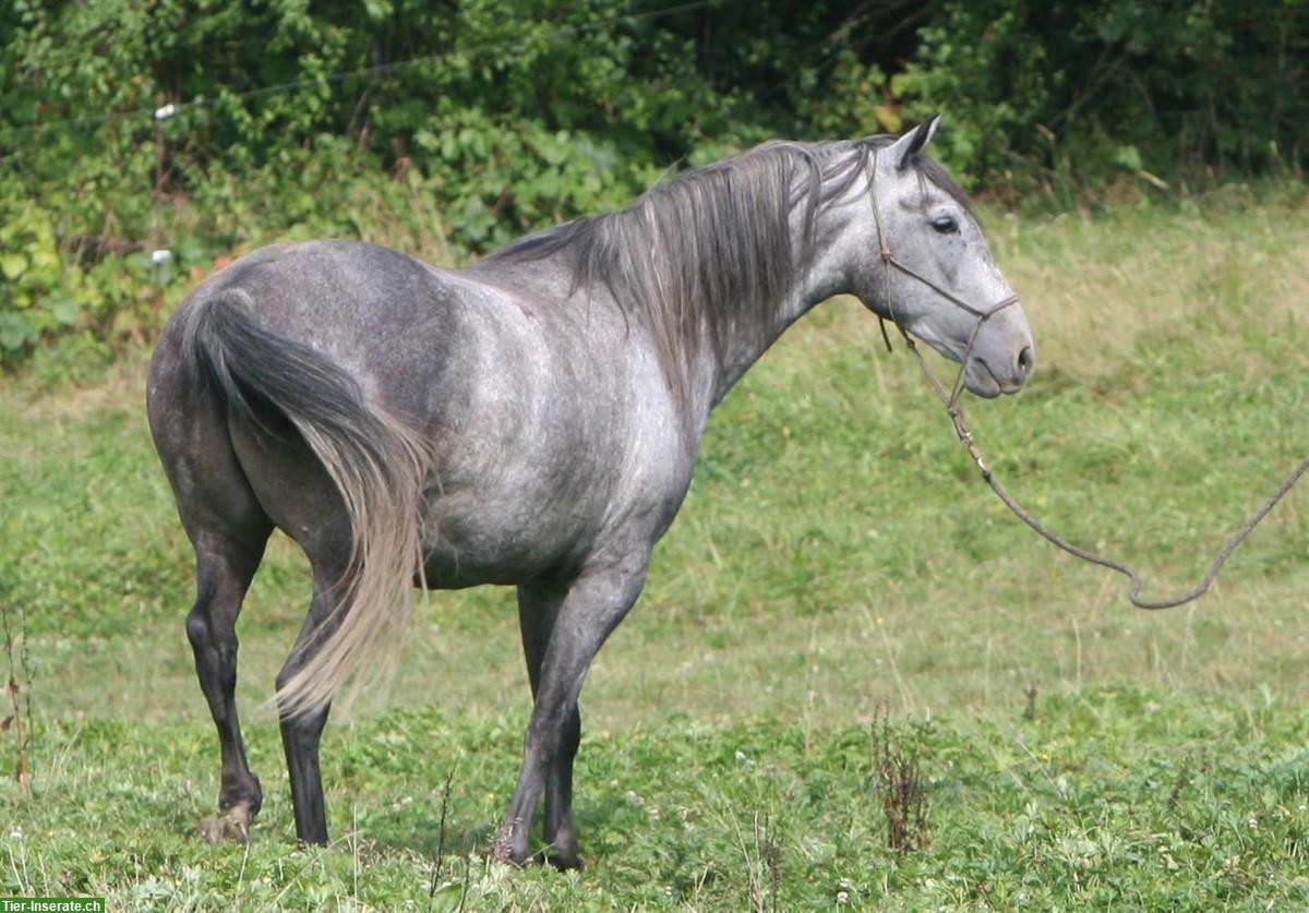 Bild 4: Lieber Lusitano Wallach zu verkaufen