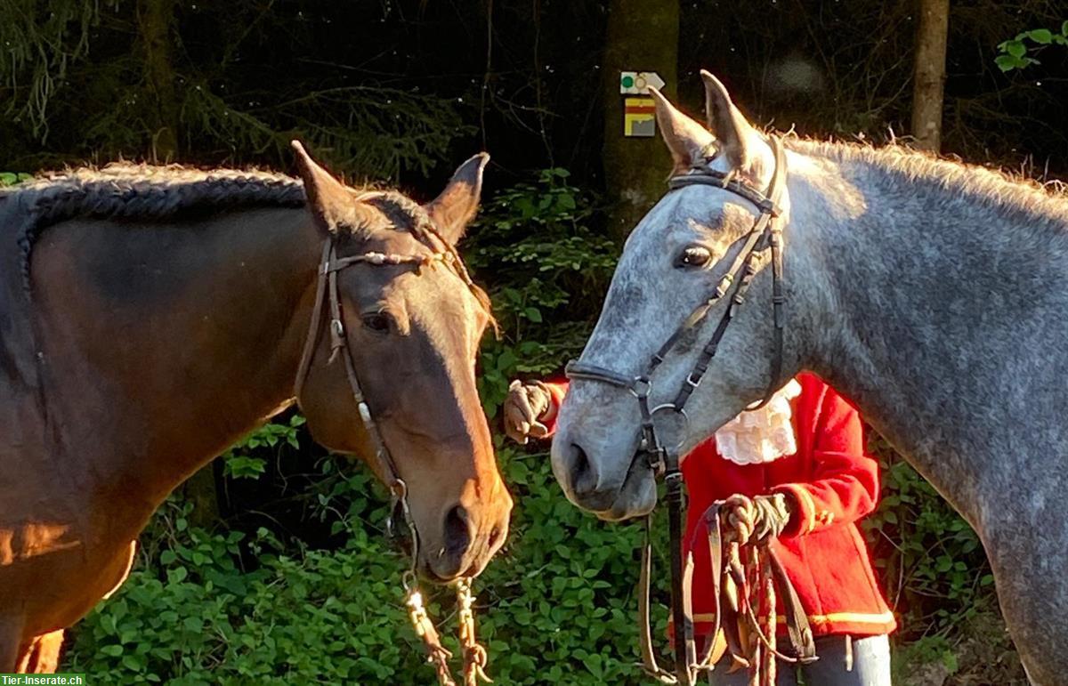 Bild 5: Lieber Lusitano Wallach zu verkaufen