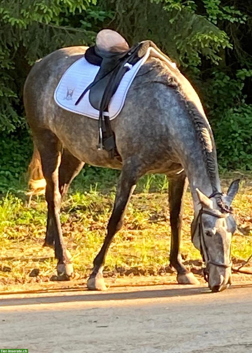 Bild 6: Lieber Lusitano Wallach zu verkaufen