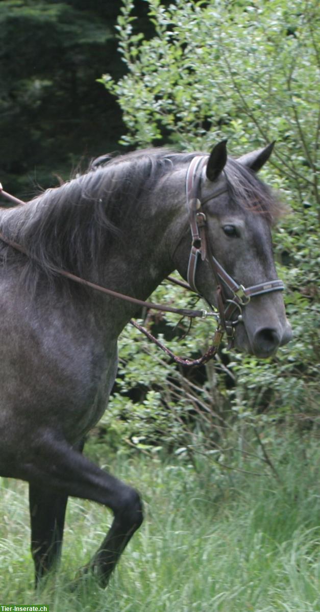 Bild 9: Lieber Lusitano Wallach zu verkaufen