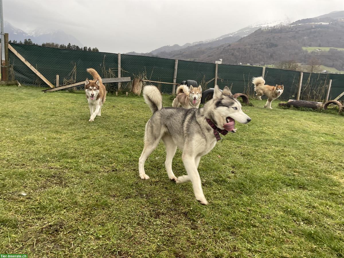 Bild 2: Husky Hündin Ylva sucht Zuhause oder eine Pflegestelle