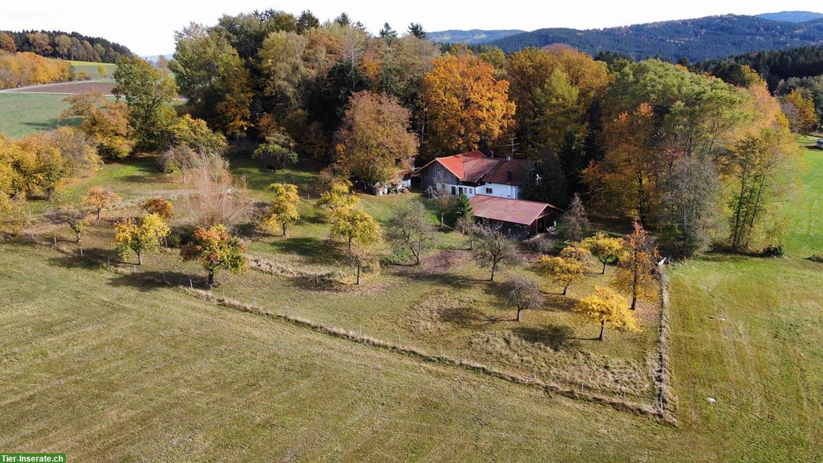 Freistehendes Haus mit Umschwung GESUCHT