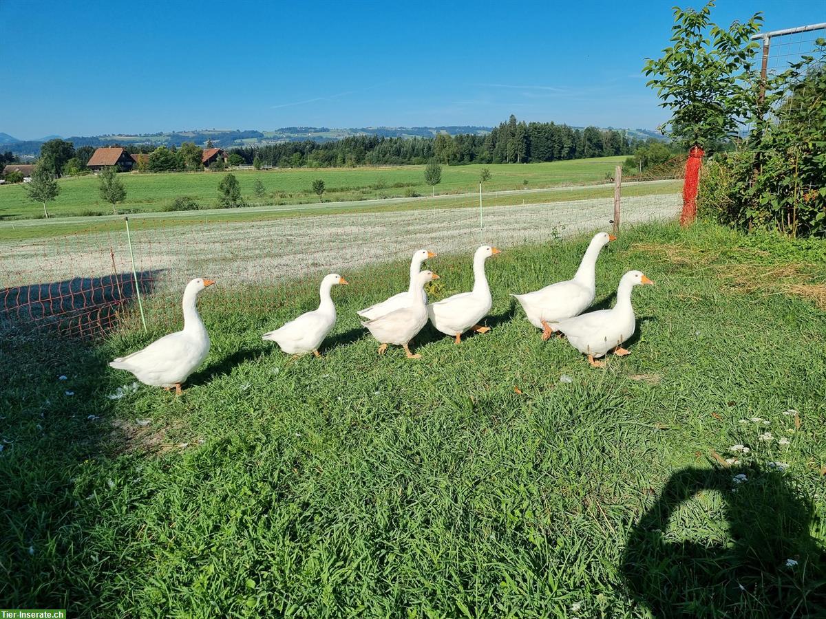 Diepholzer Gans Jungtiere zu verkaufen