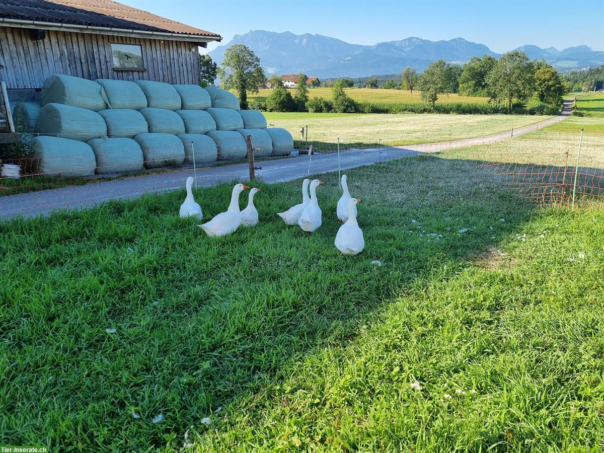 Bild 2: Diepholzer Gans Jungtiere zu verkaufen