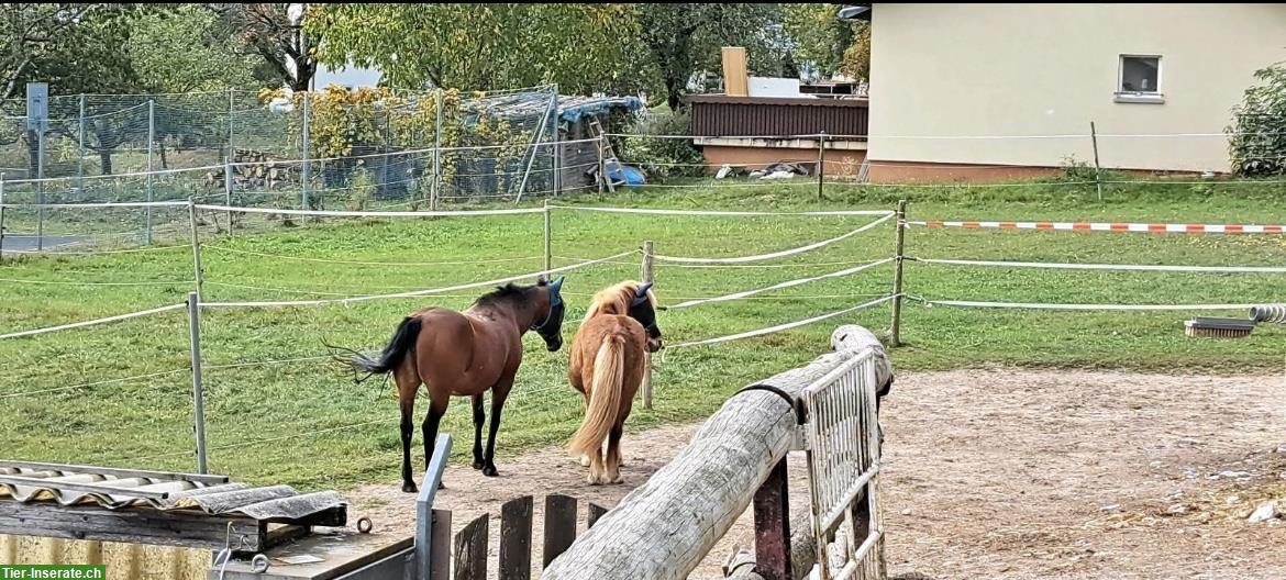 Bild 8: Bieten Offenstallhaltung für Freizeitpferde & Pensionspferde