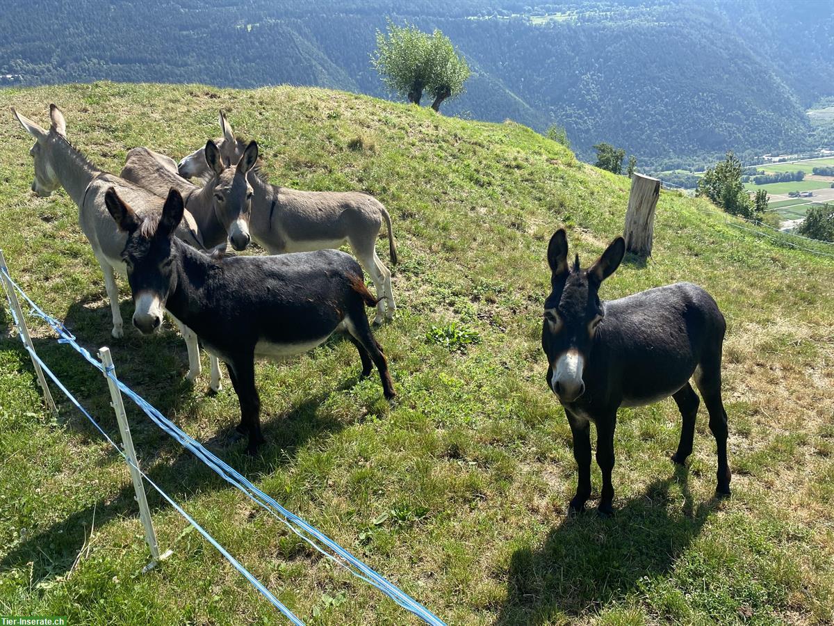 Trächtige Esel Stute und Hengst