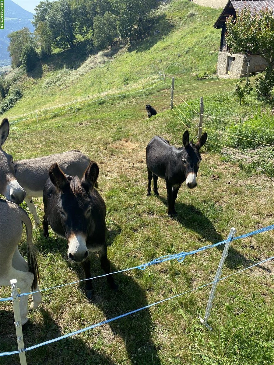 Bild 2: Trächtige Esel Stute und Hengst