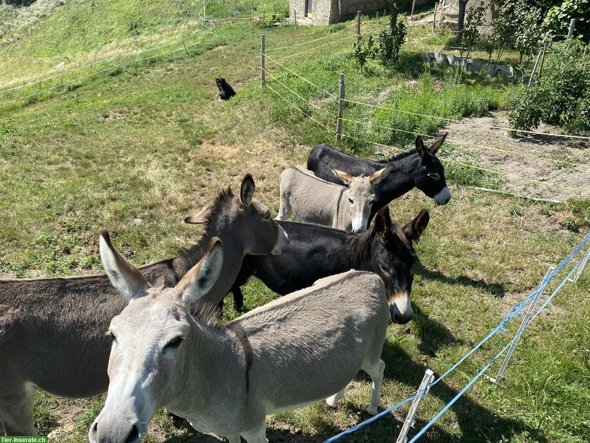 Bild 3: Trächtige Esel Stute und Hengst