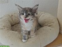 Maine Coon Kitten mit Stammbaum