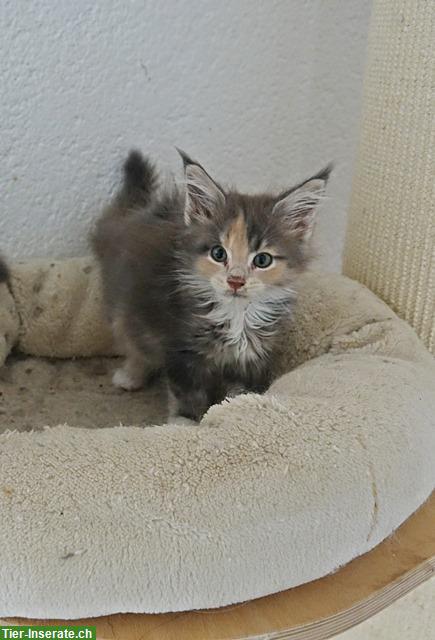 Bild 2: Maine Coon Kitten mit Stammbaum