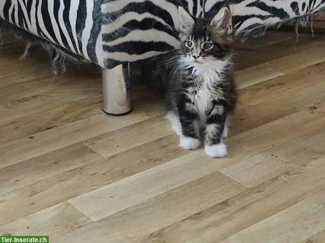 Bild 3: Maine Coon Kitten mit Stammbaum