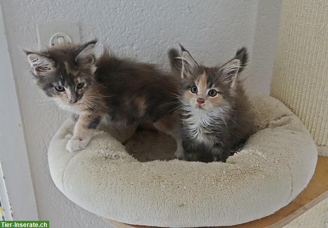 Bild 4: Maine Coon Kitten mit Stammbaum