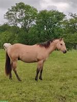 Entier Quarter Horse de 2 ans