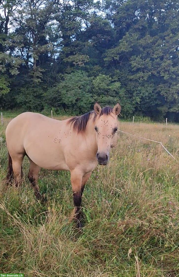 Bild 2: Entier Quarter Horse de 2 ans