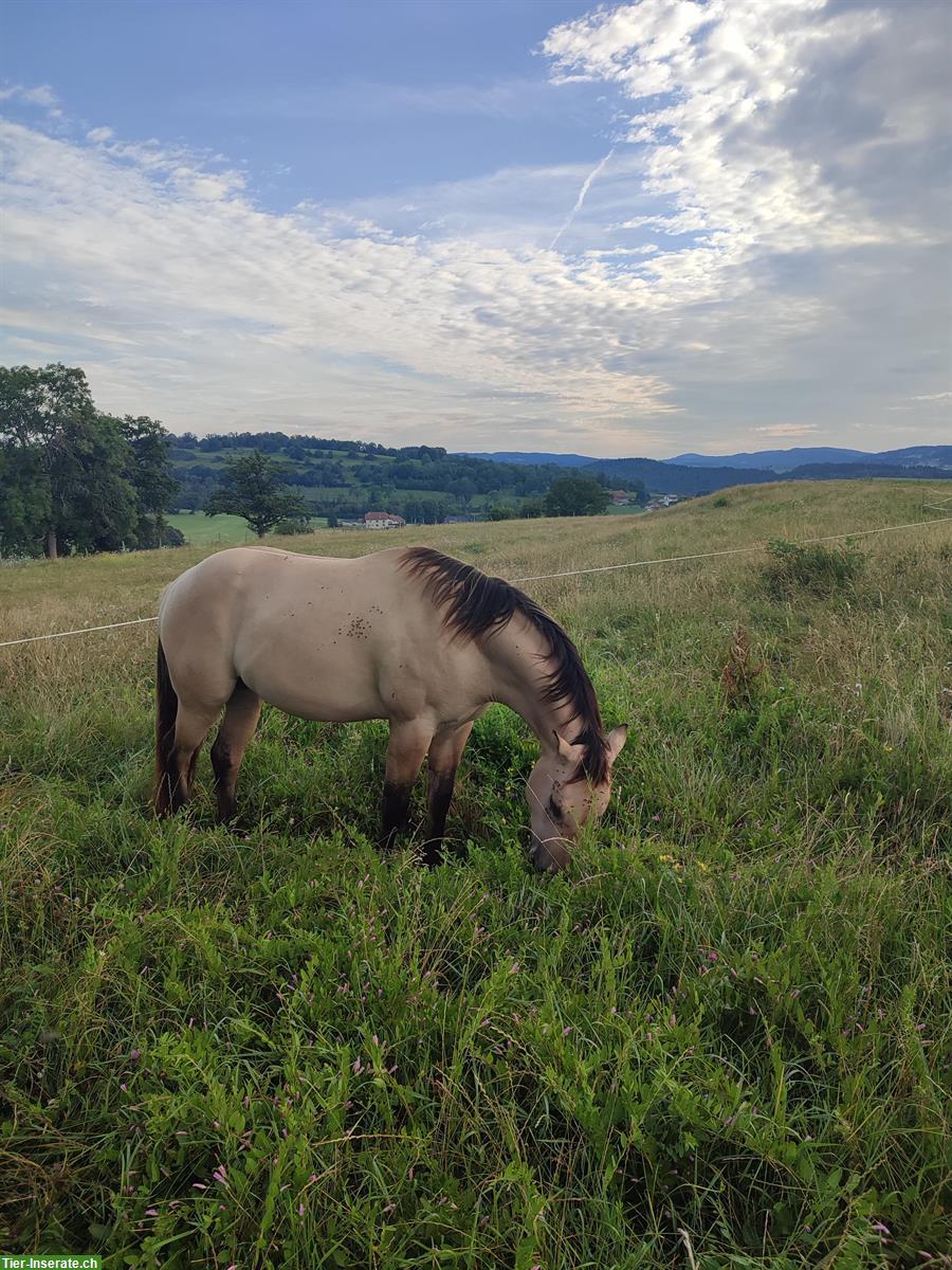 Bild 3: Entier Quarter Horse de 2 ans