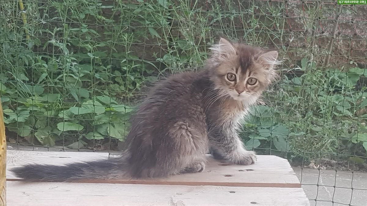 Herziges Maine Coon x Britisch Langhaar Mix Kätzchen