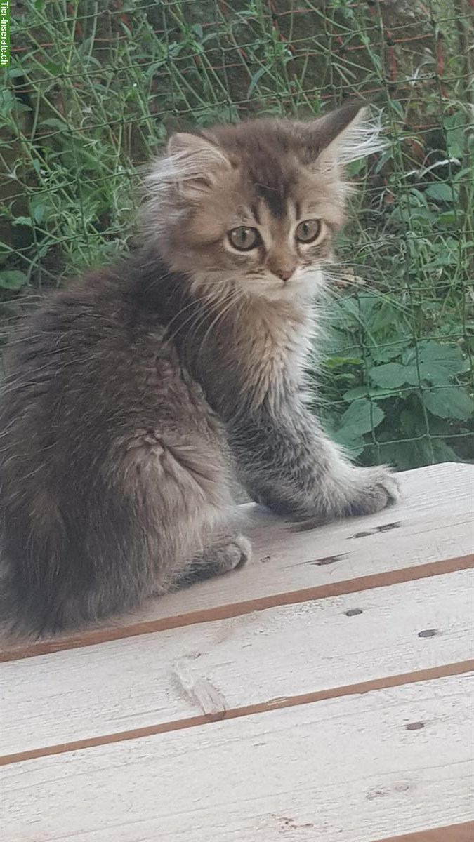 Bild 2: Herziges Maine Coon x Britisch Langhaar Mix Kätzchen