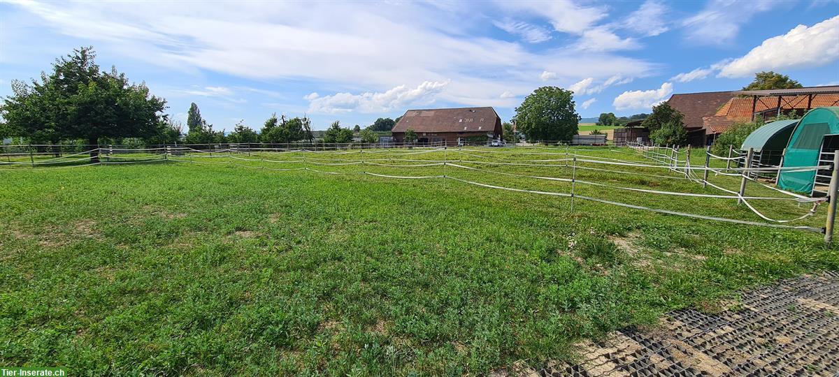 Bild 5: Pferdeboxe mit täglichem Auslauf zu vermieten in Epsach BE