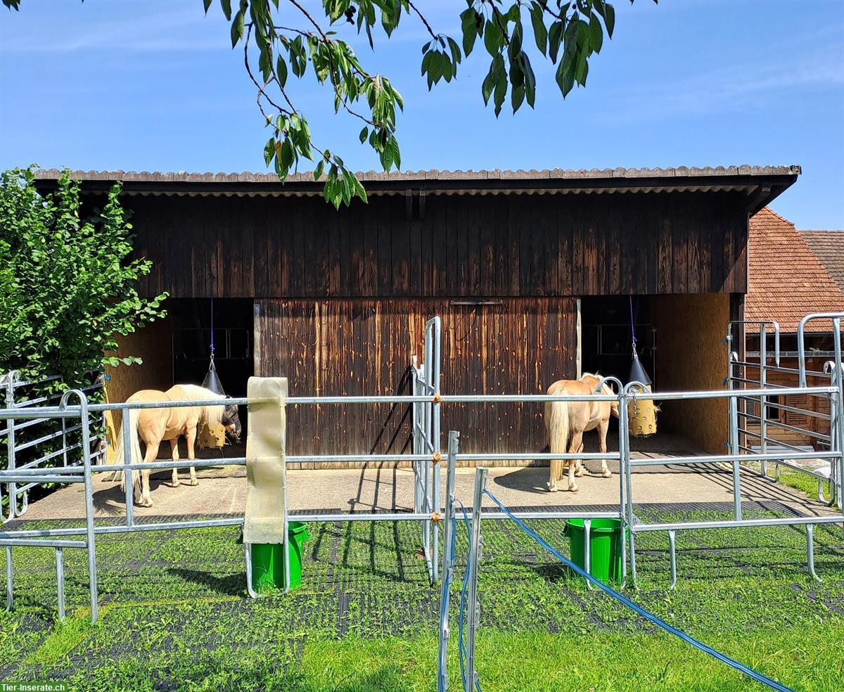 Platz für zwei bis vier Kleinpferde/Ponys