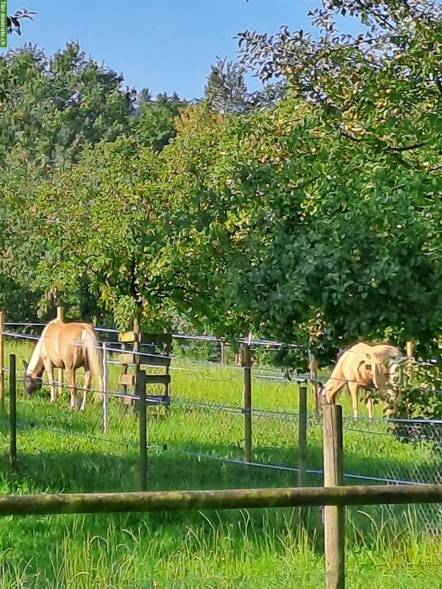 Bild 4: Platz für zwei bis vier Kleinpferde/Ponys