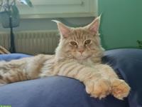 2 Maine Coon Kater, 8 Monate alt, stubenrein