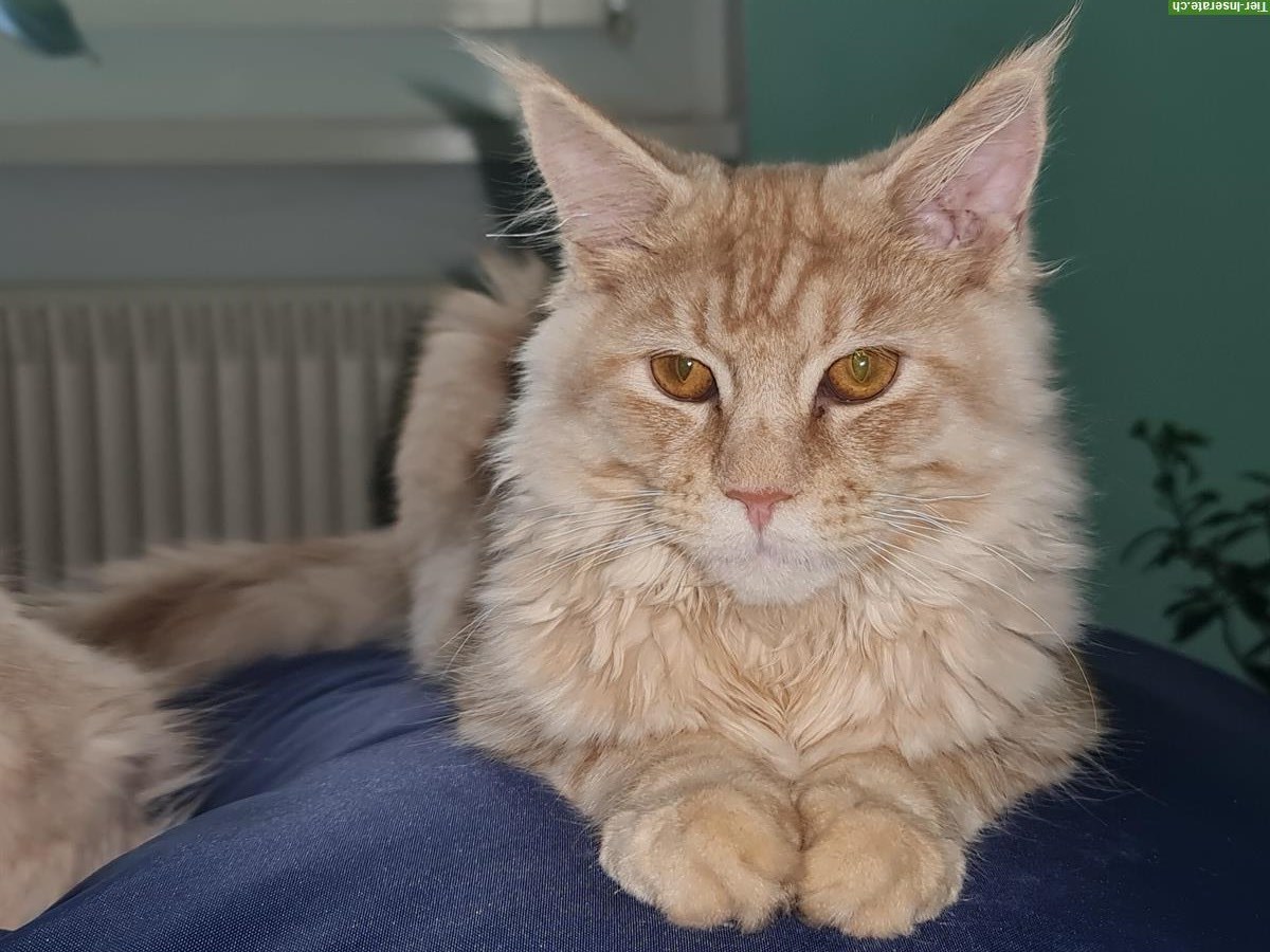 Bild 2: 2 Maine Coon Kater, 8 Monate alt, stubenrein